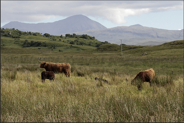 Highland cow from the Scottish highlands typical for the Highland cow from the Scottish highlands typical for the