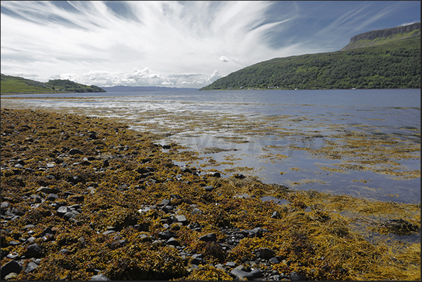 In the bays of the south-eastern peninsula of the island, the low tide leaves large fields of seaweed dry. In the bays of the south-eastern peninsula of the island, the low tide leaves large fields of seaweed dry.