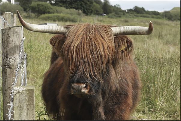 Highland cow from the Scottish highlands typical for the Highland cow from the Scottish highlands typical for the