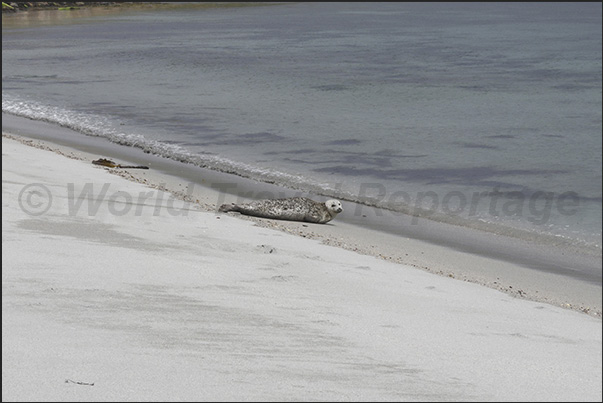 Encounter with a seal near Sinclair Bay, North East Coast