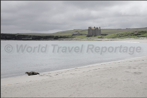 Encounter with a seal near Sinclair Bay, North East Coast