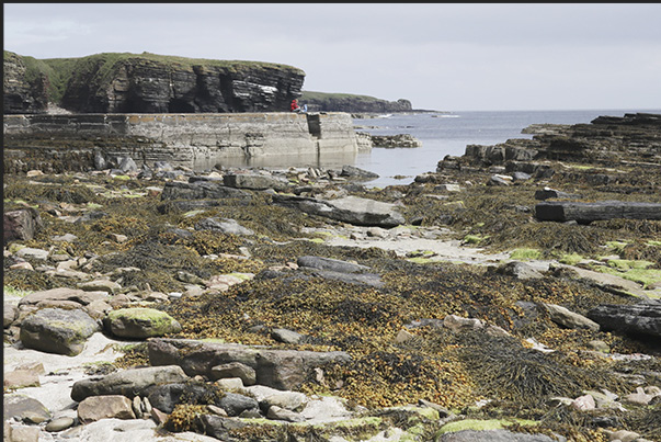 Low tide at the base of the cliffs along the north east coast