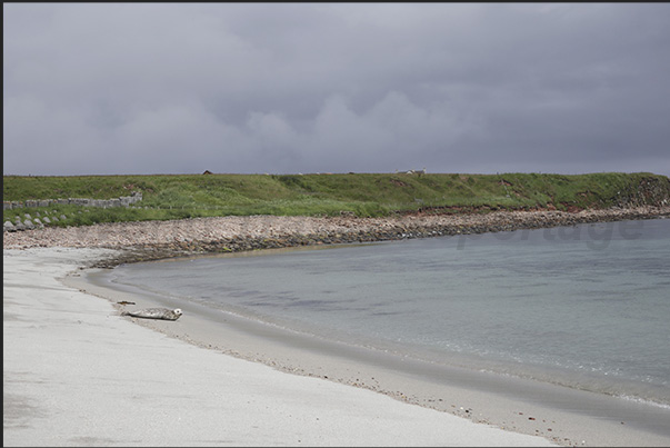 Encounter with a seal near Sinclair Bay, North East Coast