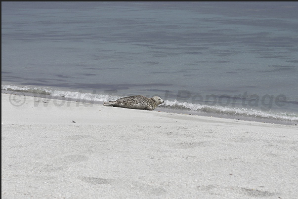 Encounter with a seal near Sinclair Bay, North East Coast