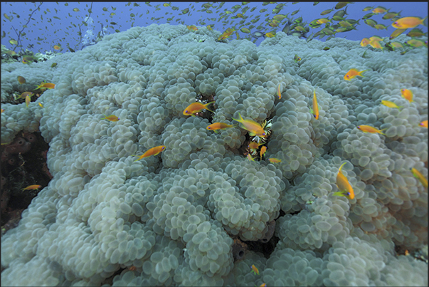 Northern tip of the reef. A large area of reef overgrown with coral grape