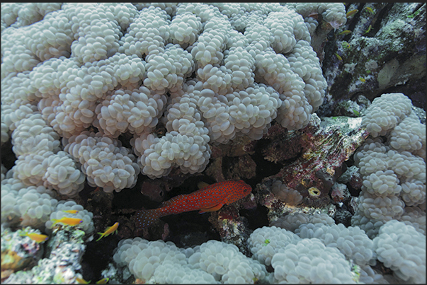 A small grouper between the coral grape