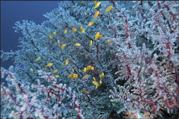 Gorgonian branches in bloom Gorgonian branches in bloom