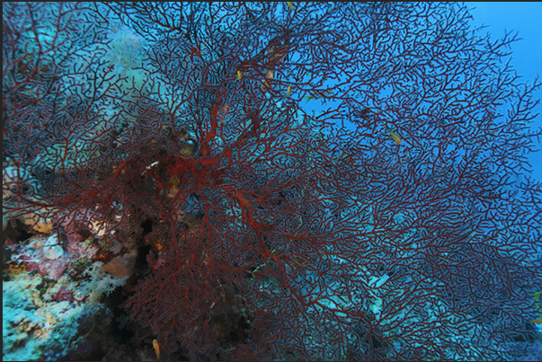 Large branches of coral live on the tips of the reef Large branches of coral live on the tips of the reef