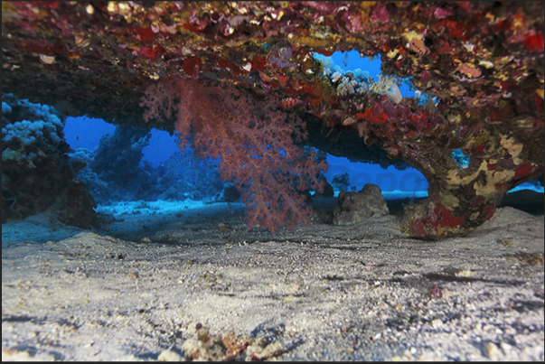 An Alcyonaria, lives protected under a large branch of coral umbrella An Alcyonaria, lives protected under a large branch of coral umbrella