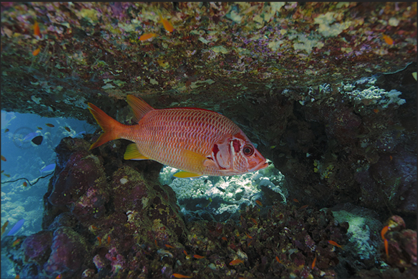 A squirrel fish along the reef A squirrel fish along the reef