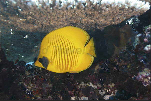 A butterfly fish under a branch of coral A butterfly fish under a branch of coral