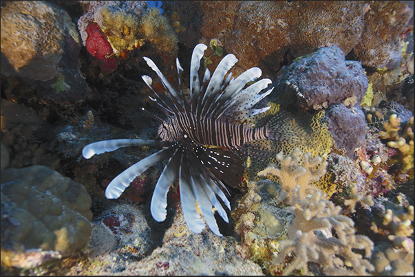 A beautiful Pterois volitans A beautiful Pterois volitans