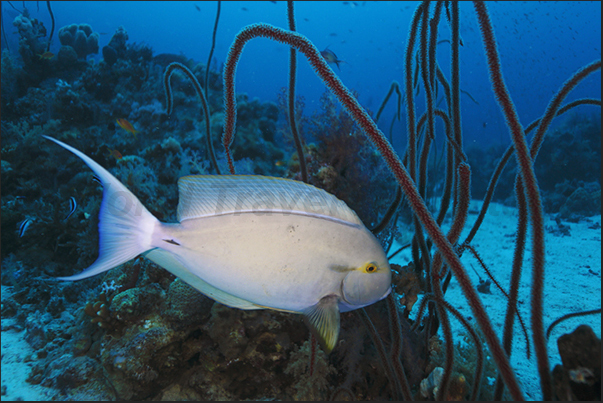 A surgeon fish amongst the coral whip A surgeon fish amongst the coral whip