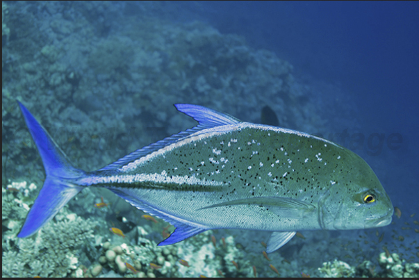 A big Carangidae during the hunt