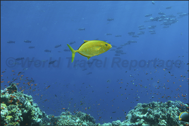 A Yellowspotted Trevally (Carangoides fulvoguttatus)