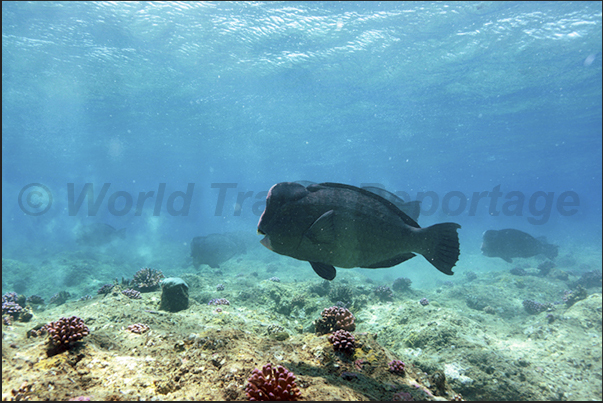 A group of parrotfsh (Bolbometopon maricatum) on the reef A group of parrotfsh (Bolbometopon maricatum) on the reef