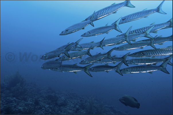 Barracuda in search of food Barracuda in search of food