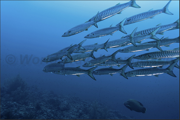 Barracuda in search of food