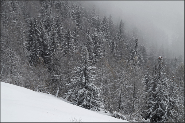 In winter it can happen one day of bad weather. An opportunity for scenic walks in the woods of the valley In winter it can happen one day of bad weather. An opportunity for scenic walks in the woods of the valley