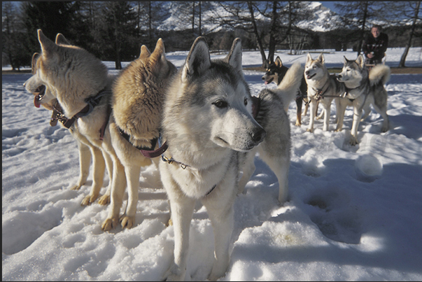 Non-skiers can use the dogsled along the paths on the plateau Non-skiers can use the dogsled along the paths on the plateau