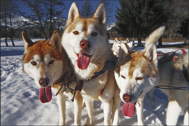 Non-skiers can use the dogsled along the paths on the plateau Non-skiers can use the dogsled along the paths on the plateau