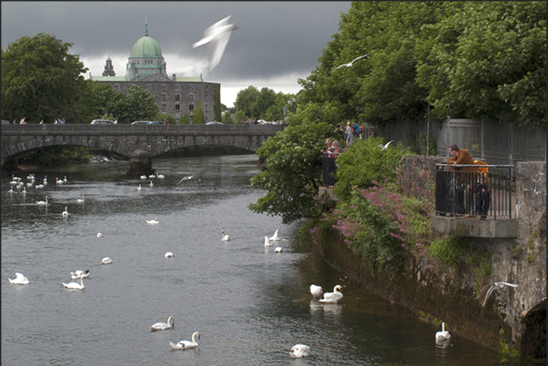 Galway. Corrib river. In June and July, in the river you can see thousands of salmons swimming to reach the spawning grounds Galway. Corrib river. In June and July, in the river you can see thousands of salmons swimming to reach the spawning grounds