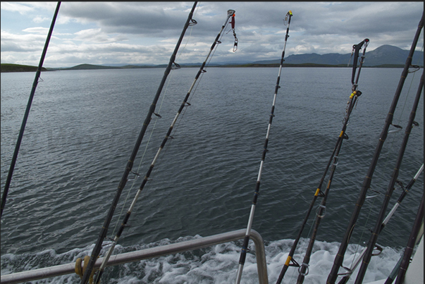 Fishing rods used for fishing courses at sea near Rockfleet