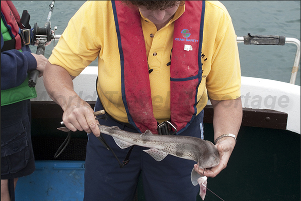 Port of Rockfleet near the town of Newport. The instructor explains how to fish the Tope, a small shark species typical of the region Port of Rockfleet near the town of Newport. The instructor explains how to fish the Tope, a small shark species typical of the region