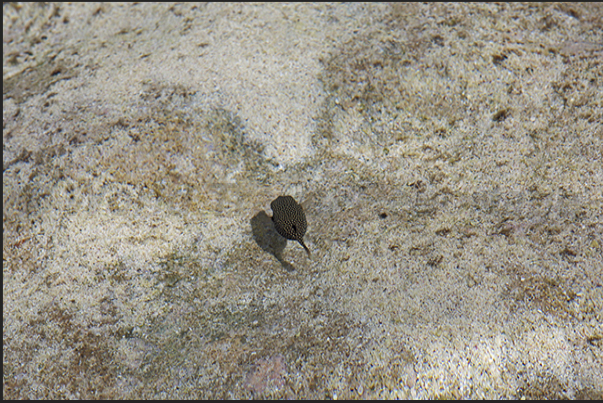 A fish box was trapped on the platform reef during the low tide A fish box was trapped on the platform reef during the low tide