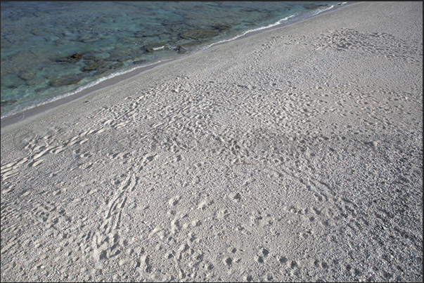 White beaches formed by coral crushed by the ocean waves White beaches formed by coral crushed by the ocean waves
