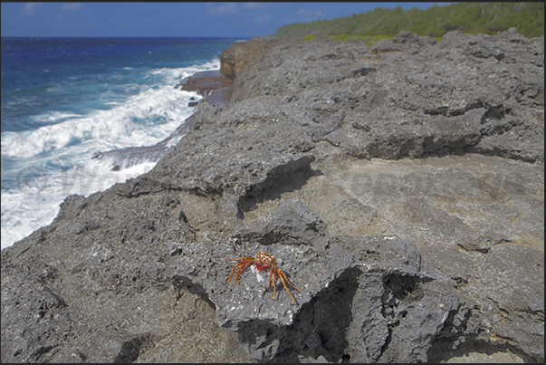 Due to the slow and continuous lifting of the island, the coral of the barrier dies forming the rocky cliff Due to the slow and continuous lifting of the island, the coral of the barrier dies forming the rocky cliff