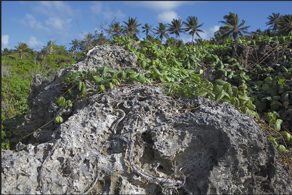 Due to the slow and continuous lifting of the island, the coral of the barrier dies forming the rocky cliff Due to the slow and continuous lifting of the island, the coral of the barrier dies forming the rocky cliff