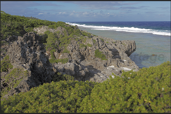 Due to the slow and continuous lifting of the island, the coral of the barrier dies forming the rocky cliff Due to the slow and continuous lifting of the island, the coral of the barrier dies forming the rocky cliff