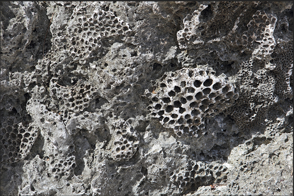 Walking on the cliff, you can see clearly the ancient coral structures