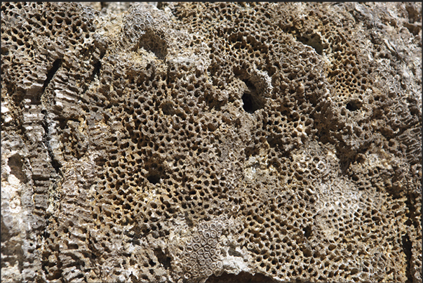 Walking on the cliff, you can see clearly the ancient coral structures Walking on the cliff, you can see clearly the ancient coral structures