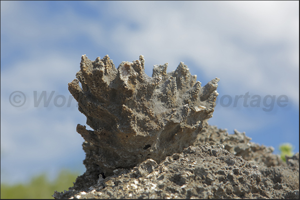 The fossilized coral is present everywhere even reaching 30 m in height in the interior of the island The fossilized coral is present everywhere even reaching 30 m in height in the interior of the island