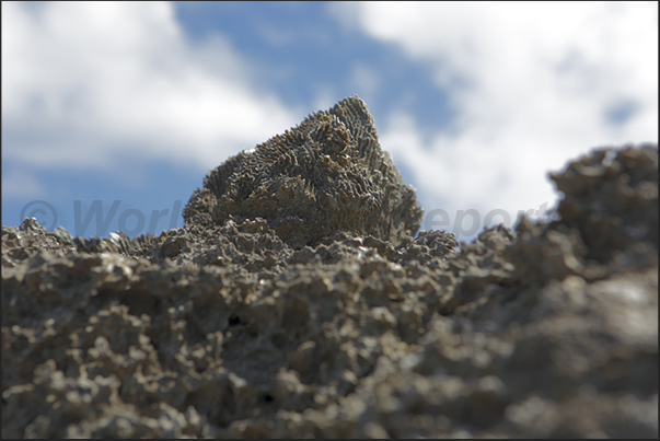 The fossilized coral is present everywhere even reaching 30 m in height in the interior of the island The fossilized coral is present everywhere even reaching 30 m in height in the interior of the island