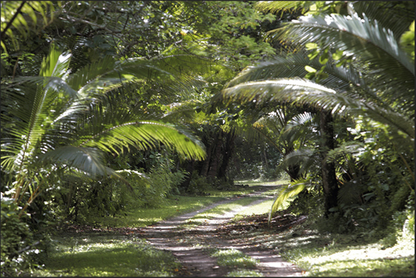 The road through the forest