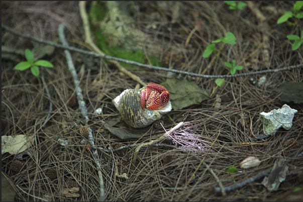 The island is covered by tropical forest and unusual animals that move inland from the sea in search of food such as this crab