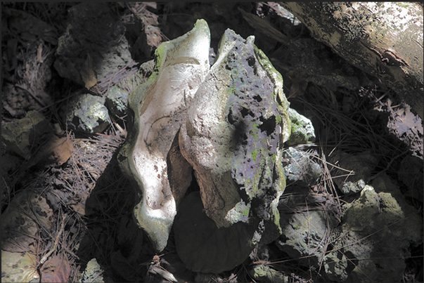 Walking in the forest, is possible find large fossil as this Tridacna gigas