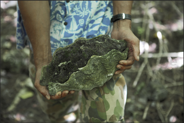 A Tridacna gigas still with inside the fossilized mollusk become stone