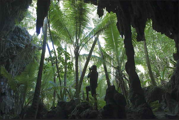 On the island there are several caves that were once submerged by the sea and which are today hidden in the forest 