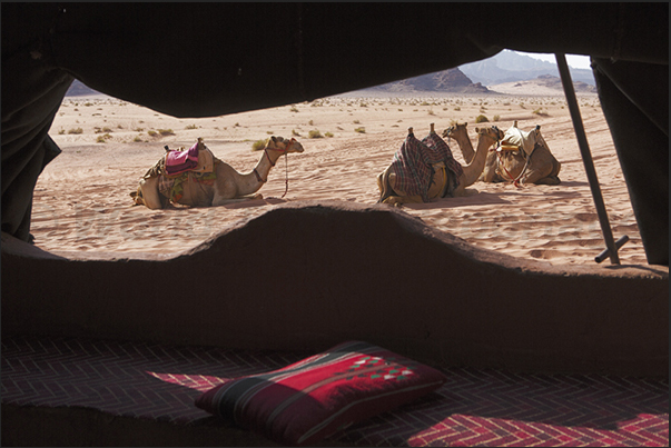 Camels waiting to resume the journey along the tracks crossing the desert