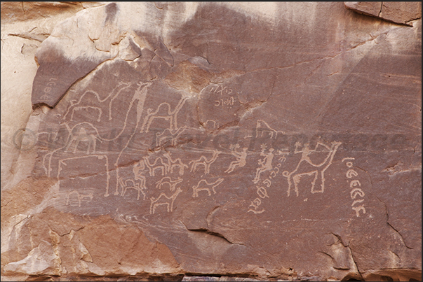 Ancient graphites are visible on the walls of the hidden valleys as this tribe that lived in the valley along with his camels Ancient graphites are visible on the walls of the hidden valleys as this tribe that lived in the valley along with his camels