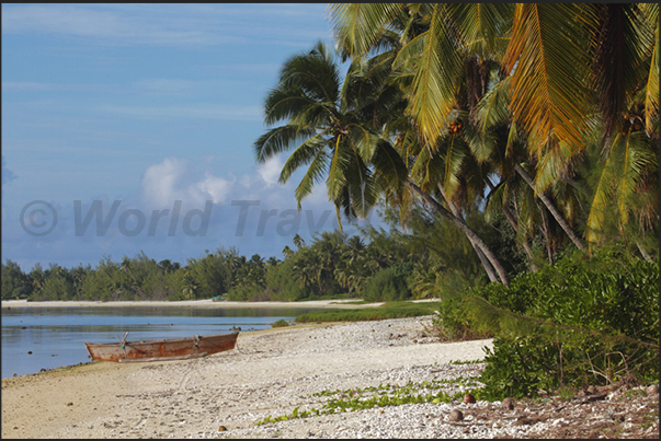 A typical beach with coconut palms and calm waters protected by the reef