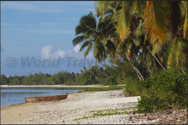 A typical beach with coconut palms and calm waters protected by the reef A typical beach with coconut palms and calm waters protected by the reef