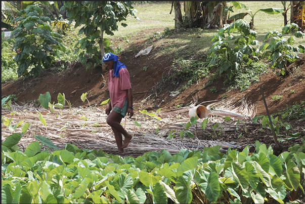 Inland, the palm leaves are used to protect and shade the soil cultivated Inland, the palm leaves are used to protect and shade the soil cultivated