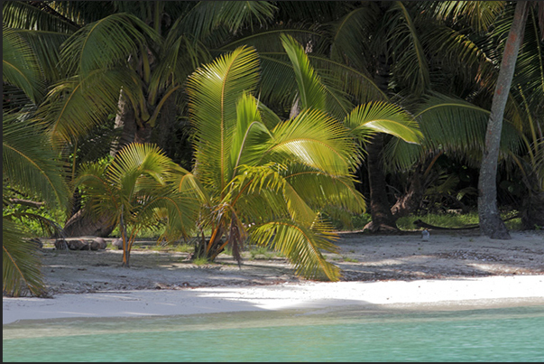 The vegetation of coconut palms that cover the islands, reach the clear waters of the lagoon The vegetation of coconut palms that cover the islands, reach the clear waters of the lagoon