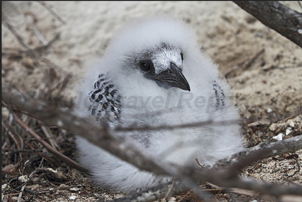 Honeymoon Island. Red-tailed Tropicbird (Phaethon rubricauda). A common bird in the Pacific Ocean