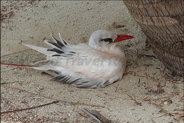 Honeymoon Island. Red-tailed Tropicbird (Phaethon rubricauda). A common bird in the Pacific Ocean Honeymoon Island. Red-tailed Tropicbird (Phaethon rubricauda). A common bird in the Pacific Ocean
